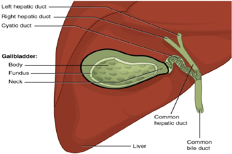 The gallbladder plays a vital role in the digestive system.