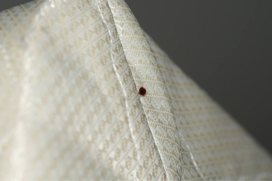 Can bed bugs live on air mattress- Check The Mattress For Bedbug
