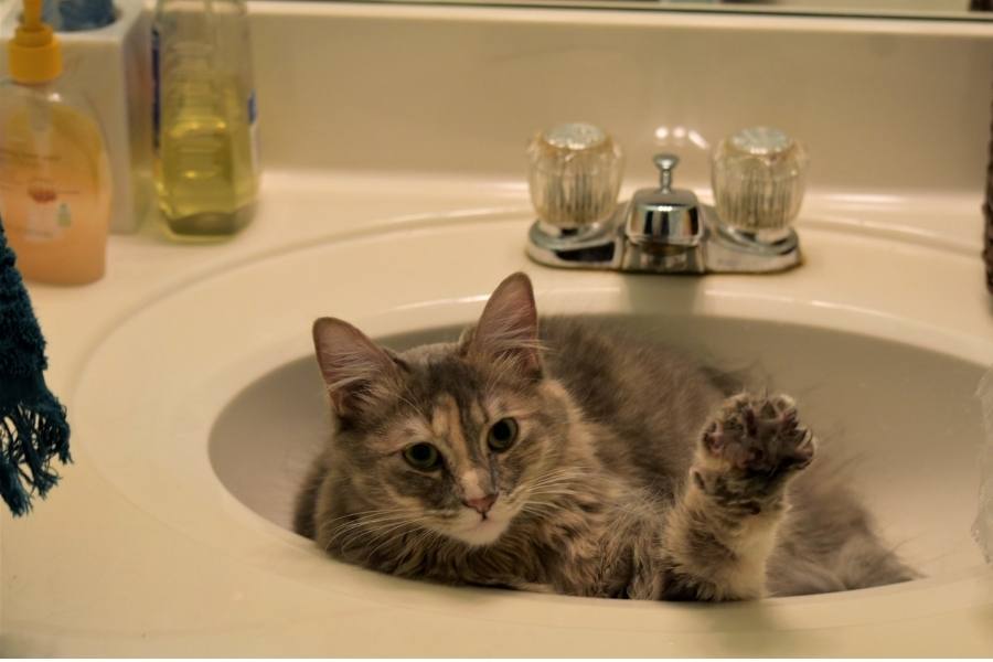 Bath Your Pet Regularly