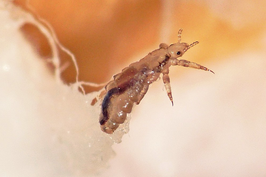 Can Head Lice Live On Pillows And Sheets-Head Lice