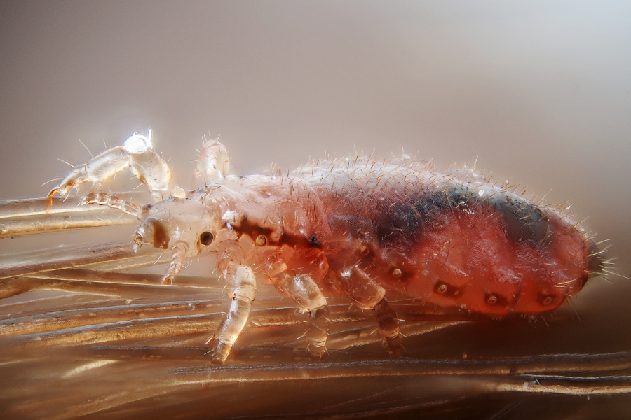 Can head lice lives on pillows and sheets-These little insects can live a brief time on beddings.
