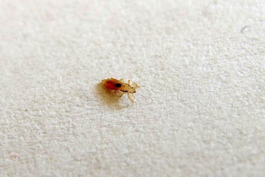 Can head lice lives on pillows and sheets-The life cycle of these insects
