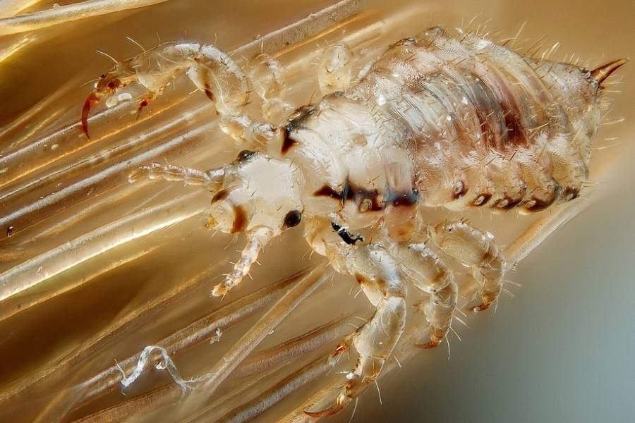 Can head lice live on pillows and sheets