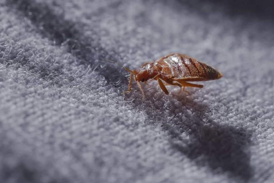 The Truth About Do Dryer Sheets Keep Bed Bugs Away