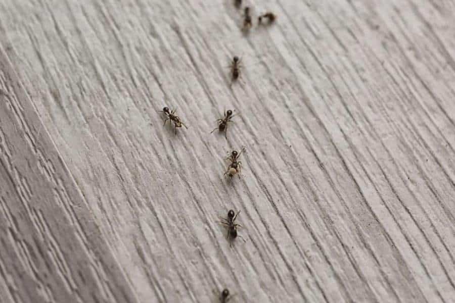 How To Get Ants Out Of My Bed?- why are there ants in my bed