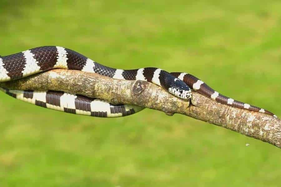 Dreaming about black and white snakes - Having a dream about snakes