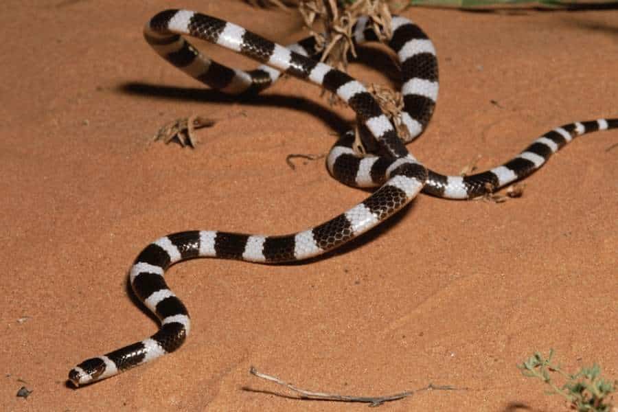 Dreaming about black and white snakes - Snakes in your dream
