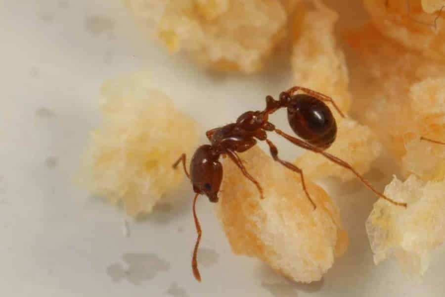 How To Get Ants Out Of My Bed?- Steps by stept to get ants out of bed