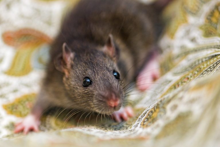 Can Rats Climb Beds