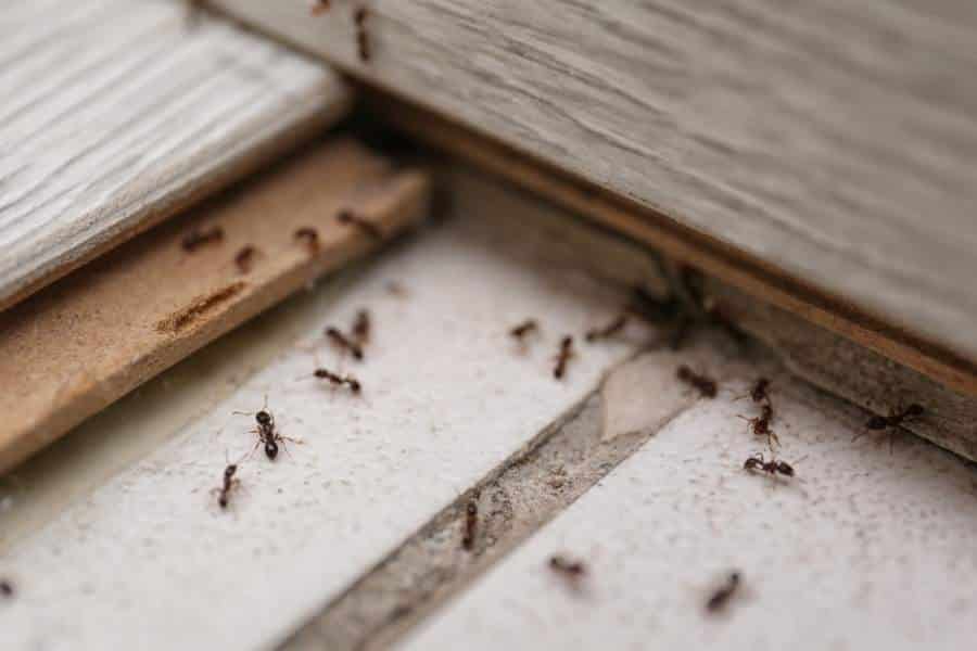 How To Get Ants Out Of My Bed?- Tips to prevent ants from getting back 