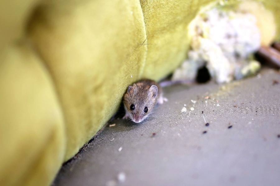 Can Rats Climb Beds - Keeping rats away from your house