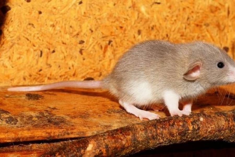 Can Rats Climb Beds - Rats damage to your house 