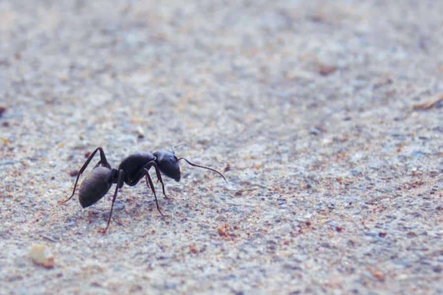 How to get ants out of my bed-Black ant