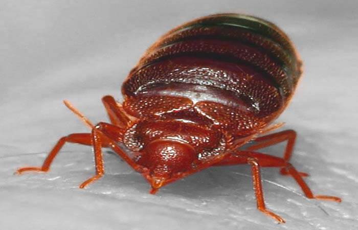 Alcohol disinfectant only kills about 25% of bed bugs