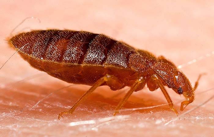 What happens when you spray rubbing alcohol on your mattress? it can use to kill bed bugs.